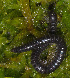  ( - GBOL02699)  @11 [ ] CreativeCommons - Attribution Non-Commercial Share-Alike (2011) Joerg Spelda SNSB, Zoologische Staatssammlung Muenchen