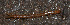  (Cryptops anomalans - GBOL02745)  @12 [ ] CreativeCommons - Attribution Non-Commercial Share-Alike (2013) Joerg Spelda SNSB, Zoologische Staatssammlung Muenchen