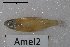  (Aphyocharacidium - GFSU14e-1505-1)  @11 [ ] Copyright (2017) Yvan Papa Museum d'Histoire Naturelle, Geneve