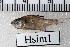  (Hyphessobrycon simulatus - SU08-1308(1))  @11 [ ] Copyright (2017) Yvan Papa Museum d'Histoire Naturelle, Geneve