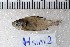  ( - SU08-1308(2))  @11 [ ] Copyright (2017) Yvan Papa Museum d'Histoire Naturelle, Geneve