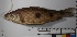  ( - SU08-655)  @11 [ ] Copyright (2017) Yvan Papa Museum d'Histoire Naturelle, Geneve