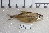  ( - GFSU12-377)  @11 [ ] Copyright (2017) Yvan Papa Museum d'Histoire Naturelle, Geneve