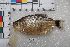  (Moenkhausia oligolepis - SU08-469)  @11 [ ] Copyright (2017) Yvan Papa Museum d'Histoire Naturelle, Geneve