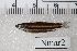  (Nannostomus marginatus - GFSU12e-118-2)  @11 [ ] Copyright (2017) Yvan Papa Museum d'Histoire Naturelle, Geneve