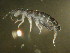  ( - GR-Col3029)  @11 [ ] CreativeCommons  Attribution Non-Commercial No Derivatives (2017) Ulrich Burkhardt Senckenberg Museum of Natural History Goerlitz