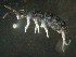  ( - GR-Col3030)  @11 [ ] CreativeCommons  Attribution Non-Commercial No Derivatives (2017) Ulrich Burkhardt Senckenberg Museum of Natural History Goerlitz
