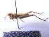 ( - GBOL07915)  @13 [ ] CreativeCommons - Attribution Non-Commercial Share-Alike (2015) Unspecified SNSB, Zoologische Staatssammlung Muenchen