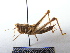  ( - GBOL07982)  @14 [ ] CreativeCommons - Attribution Non-Commercial Share-Alike (2015) Unspecified SNSB, Zoologische Staatssammlung Muenchen