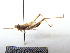  ( - GBOL07985)  @13 [ ] CreativeCommons - Attribution Non-Commercial Share-Alike (2015) Unspecified SNSB, Zoologische Staatssammlung Muenchen