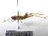  ( - GBOL07987)  @13 [ ] CreativeCommons - Attribution Non-Commercial Share-Alike (2015) Unspecified SNSB, Zoologische Staatssammlung Muenchen
