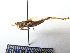  ( - GBOL07988)  @13 [ ] CreativeCommons - Attribution Non-Commercial Share-Alike (2015) Unspecified SNSB, Zoologische Staatssammlung Muenchen