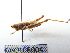 ( - GBOL08004)  @13 [ ] CreativeCommons - Attribution Non-Commercial Share-Alike (2015) Unspecified SNSB, Zoologische Staatssammlung Muenchen