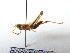  ( - GBOL08005)  @13 [ ] CreativeCommons - Attribution Non-Commercial Share-Alike (2015) Unspecified SNSB, Zoologische Staatssammlung Muenchen