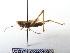  ( - GBOL08010)  @14 [ ] CreativeCommons - Attribution Non-Commercial Share-Alike (2015) Unspecified SNSB, Zoologische Staatssammlung Muenchen