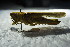  ( - GBOL12483)  @13 [ ] CreativeCommons - Attribution Non-Commercial Share-Alike (2015) Unspecified SNSB, Zoologische Staatssammlung Muenchen