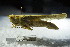  (Paracinema - GBOL12484)  @14 [ ] CreativeCommons - Attribution Non-Commercial Share-Alike (2015) Unspecified SNSB, Zoologische Staatssammlung Muenchen