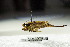  ( - GBOL12787)  @11 [ ] CreativeCommons - Attribution Non-Commercial Share-Alike (2015) Unspecified SNSB, Zoologische Staatssammlung Muenchen
