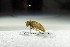  ( - GBOL12794)  @12 [ ] CreativeCommons - Attribution Non-Commercial Share-Alike (2015) Unspecified SNSB, Zoologische Staatssammlung Muenchen
