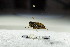 ( - GBOL12829)  @11 [ ] CreativeCommons - Attribution Non-Commercial Share-Alike (2015) Unspecified SNSB, Zoologische Staatssammlung Muenchen