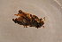  ( - GBOL14134)  @14 [ ] CreativeCommons - Attribution Non-Commercial Share-Alike (2015) Unspecified SNSB, Zoologische Staatssammlung Muenchen