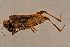  ( - GBOL14136)  @14 [ ] CreativeCommons - Attribution Non-Commercial Share-Alike (2015) Unspecified SNSB, Zoologische Staatssammlung Muenchen