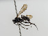  ( - BC ZSM HYM 11095)  @13 [ ] CreativeCommons - Attribution Non-Commercial Share-Alike (2018) SNSB, Staatliche Naturwissenschaftliche Sammlungen Bayerns ZSM (SNSB, Zoologische Staatssammlung Muenchen)