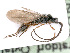  (Belyta subclausa - BC-ZSM-HYM-24119-H04)  @11 [ ] CreativeCommons - Attribution Non-Commercial Share-Alike (2016) SNSB, Staatliche Naturwissenschaftliche Sammlungen Bayerns ZSM (SNSB, Zoologische Staatssammlung Muenchen)