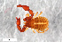  ( - ZFMK-TIS-2555885)  @11 [ ] CreativeCommons  Attribution Share-Alike (by-sa) 4.0 (2015) Unspecified Zoologisches Forschungsmuseum Alexander Koenig