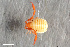  (Larcidae - ZFMK-TIS-2568615)  @11 [ ] CreativeCommons  Attribution Share-Alike (by-sa) 4.0 (2017) Unspecified Zoologisches Forschungsmuseum Alexander Koenig