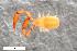  ( - ZFMK-TIS-2568639)  @11 [ ] CreativeCommons  Attribution Share-Alike (by-sa) 4.0 (2017) Unspecified Zoologisches Forschungsmuseum Alexander Koenig
