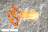  ( - ZFMK-TIS-2568642)  @11 [ ] CreativeCommons  Attribution Share-Alike (by-sa) 4.0 (2017) Unspecified Zoologisches Forschungsmuseum Alexander Koenig