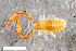  ( - ZFMK-TIS-2568648)  @11 [ ] CreativeCommons  Attribution Share-Alike (by-sa) 4.0 (2018) Unspecified Zoologisches Forschungsmuseum Alexander Koenig