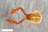  ( - ZFMK-TIS-2568658)  @11 [ ] CreativeCommons  Attribution Share-Alike (by-sa) 4.0 (2017) Unspecified Zoologisches Forschungsmuseum Alexander Koenig