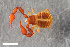  ( - ZFMK-TIS-2568660)  @11 [ ] CreativeCommons  Attribution Share-Alike (by-sa) 4.0 (2017) Unspecified Zoologisches Forschungsmuseum Alexander Koenig