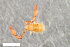  ( - ZFMK-TIS-2568694)  @11 [ ] CreativeCommons  Attribution Share-Alike (by-sa) 4.0 (2018) Unspecified Zoologisches Forschungsmuseum Alexander Koenig