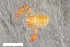  ( - ZFMK-TIS-2568714)  @11 [ ] CreativeCommons  Attribution Share-Alike (by-sa) 4.0 (2018) Unspecified Zoologisches Forschungsmuseum Alexander Koenig