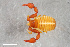  ( - ZFMK-TIS-2586566)  @11 [ ] CreativeCommons  Attribution Share-Alike (by-sa) 4.0 (2018) Unspecified Zoologisches Forschungsmuseum Alexander Koenig