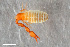  ( - ZFMK-TIS-2586623)  @11 [ ] CreativeCommons  Attribution Share-Alike (by-sa) 4.0 (2018) Unspecified Zoologisches Forschungsmuseum Alexander Koenig