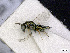  (Pteromalus intermedius - BC-ZSM-HYM-01772-A02)  @14 [ ] CreativeCommons - Attribution Non-Commercial Share-Alike (2015) Stefan Schmidt SNSB, Zoologische Staatssammlung Muenchen