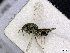  ( - BC-ZSM-HYM-01772-A03)  @13 [ ] CreativeCommons - Attribution Non-Commercial Share-Alike (2015) Stefan Schmidt SNSB, Zoologische Staatssammlung Muenchen
