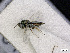  (Pteromalus integerA_HB - BC-ZSM-HYM-01772-A04)  @13 [ ] CreativeCommons - Attribution Non-Commercial Share-Alike (2015) Stefan Schmidt SNSB, Zoologische Staatssammlung Muenchen
