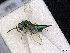  ( - BC-ZSM-HYM-01772-A12)  @13 [ ] CreativeCommons - Attribution Non-Commercial Share-Alike (2015) Stefan Schmidt SNSB, Zoologische Staatssammlung Muenchen