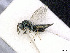  (Pteromalus chlorospilus - BC-ZSM-HYM-01772-C03)  @13 [ ] CreativeCommons - Attribution Non-Commercial Share-Alike (2015) Stefan Schmidt SNSB, Zoologische Staatssammlung Muenchen
