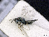  ( - BC-ZSM-HYM-01772-C04)  @13 [ ] CreativeCommons - Attribution Non-Commercial Share-Alike (2015) Stefan Schmidt SNSB, Zoologische Staatssammlung Muenchen