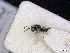  ( - BC-ZSM-HYM-01772-C08)  @13 [ ] CreativeCommons - Attribution Non-Commercial Share-Alike (2015) Stefan Schmidt SNSB, Zoologische Staatssammlung Muenchen