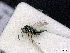  ( - BC-ZSM-HYM-01772-C09)  @13 [ ] CreativeCommons - Attribution Non-Commercial Share-Alike (2015) Stefan Schmidt SNSB, Zoologische Staatssammlung Muenchen