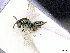  ( - BC-ZSM-HYM-01772-C12)  @13 [ ] CreativeCommons - Attribution Non-Commercial Share-Alike (2015) Stefan Schmidt SNSB, Zoologische Staatssammlung Muenchen