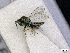  ( - BC-ZSM-HYM-01772-D01)  @12 [ ] CreativeCommons - Attribution Non-Commercial Share-Alike (2015) Stefan Schmidt SNSB, Zoologische Staatssammlung Muenchen