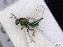  (Pteromalus integerB_HB - BC-ZSM-HYM-01772-D04)  @13 [ ] CreativeCommons - Attribution Non-Commercial Share-Alike (2015) Stefan Schmidt SNSB, Zoologische Staatssammlung Muenchen